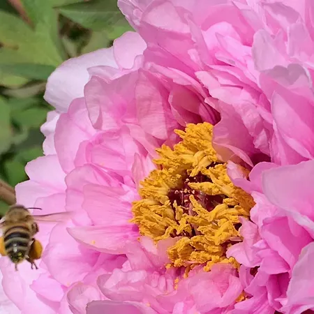 Maison D Hotes Greenhouse 3*