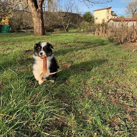 Maison D Hotes Greenhouse ベッド・アンド・ブレックファスト アルビ