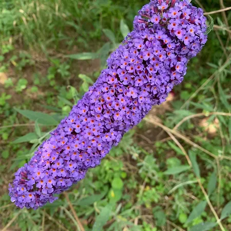 Maison D Hotes Greenhouse 3* アルビ