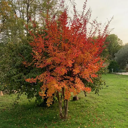 Oda ve Kahvaltı Maison D Hotes Greenhouse