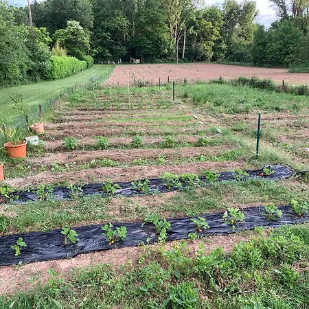 Maison D Hotes Greenhouse 3* Albi