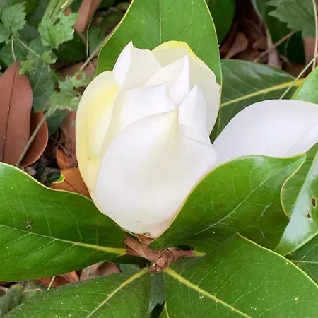 Maison D Hotes Greenhouse Oda ve Kahvaltı Albi